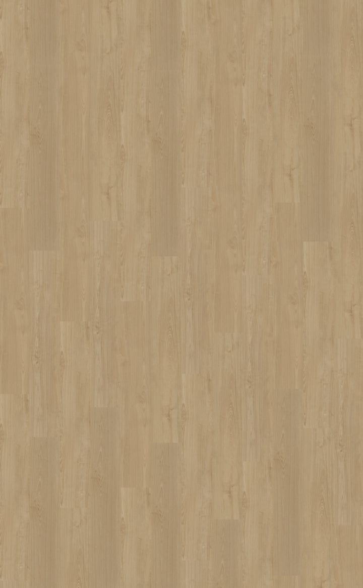 Belakos Portico 560 | Rigid Click